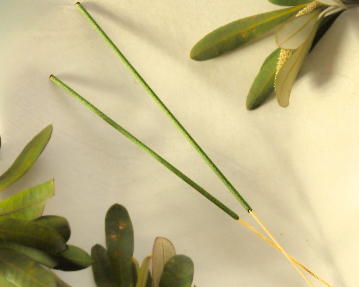 Two white sage incense sticks displayed on a light yellow background with natural greenery — used for smudging, cleansing, and creating a calm, mindful meditation space.